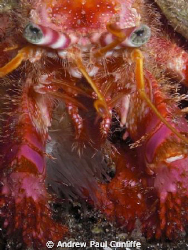 Hermit crab, taken on a night dive with only internal fla... by Andrew Paul Cunliffe 